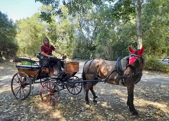 Familial 3 2 Terrasses Foret Holiday park *